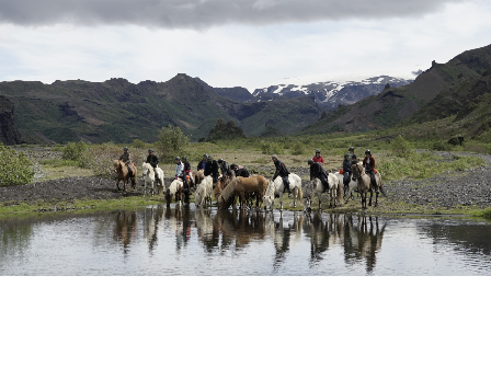 Riding with the Herd in Iceland 